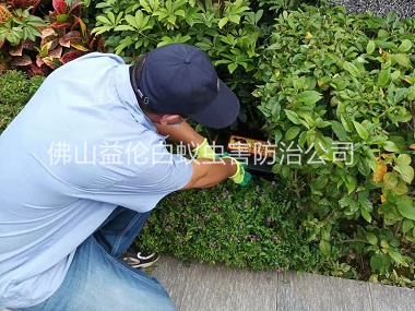 顺德绿化带施药灭鼠
